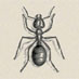 Naarey Raful - Ants